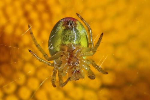 Réf. 217 625 : Araniella sp.